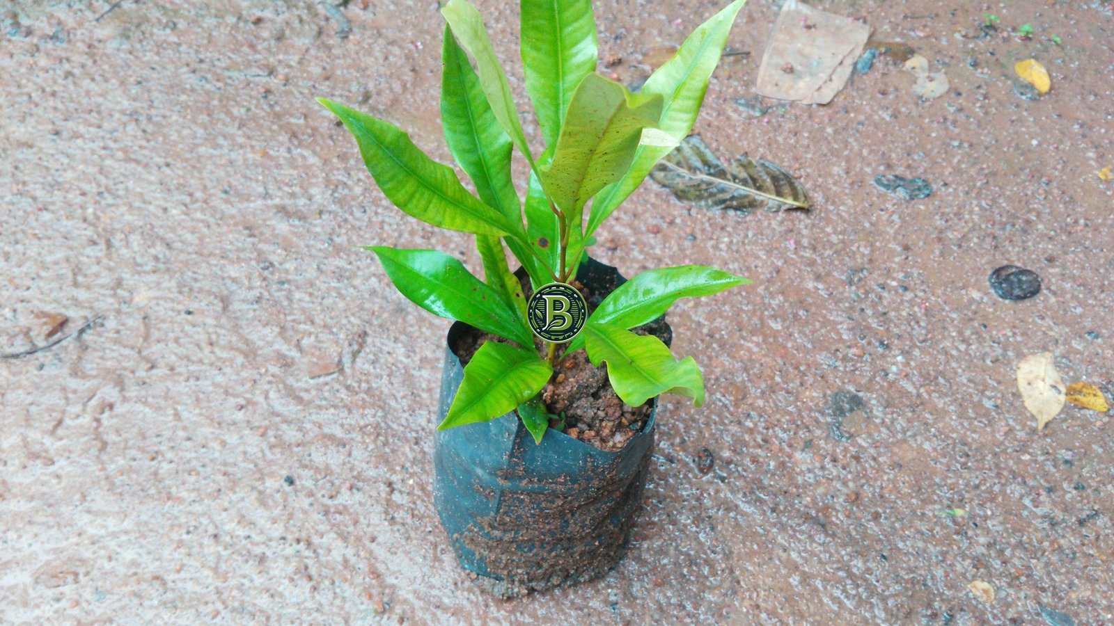 Buy Cloves Seedlings wholesale India