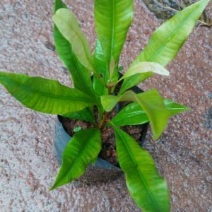 Buy Cloves Seedlings wholesale