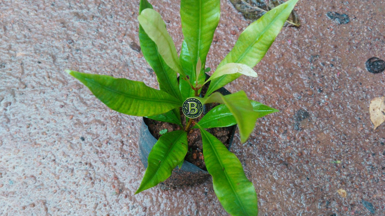 Buy Cloves Seedlings wholesale