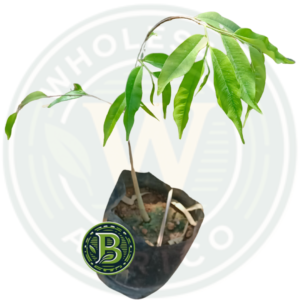 Buy Agarwood Perfume Plant