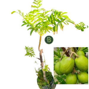 Buy Amtekai Plant Online India