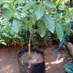 Buy Avocado Pinkerton Plant