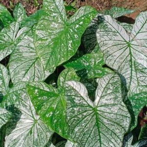 Buy Caladium Plant Wholesale India
