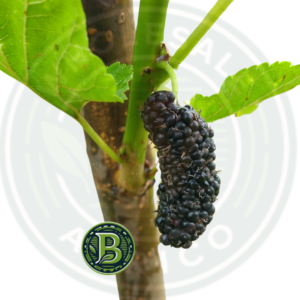Buy Mulberry Plant Wholesale
