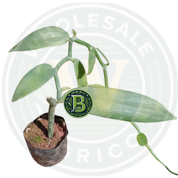 Buy Premium Vanilla Plant