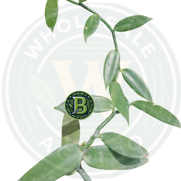 Buy Premium Vanilla Plant India