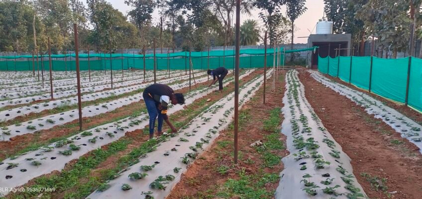 Bangalore Agrico Farm Location