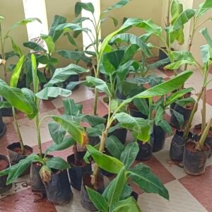 Yelaki Banana plant