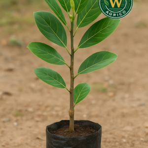 Buy Siddu Jackfruit Plant